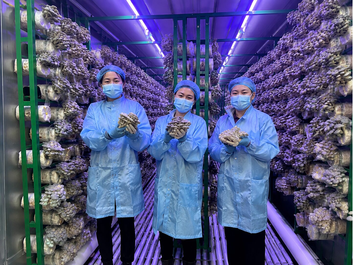 Canada mushroom picking